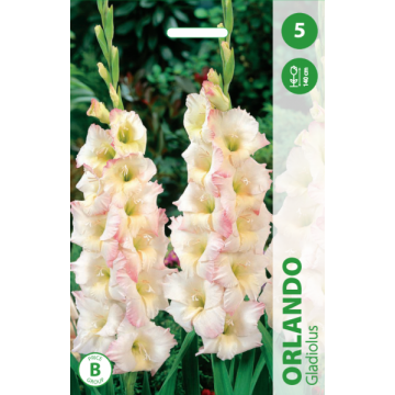 Gladiolas ORLANDO
