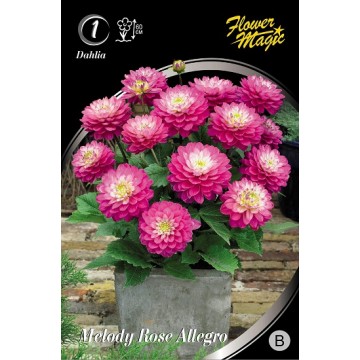 JURGINAI MELODY ROSE ALLEGRO