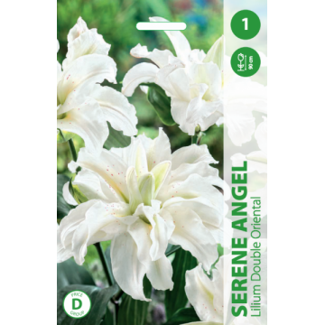 LELIJOS SERENE ANGEL