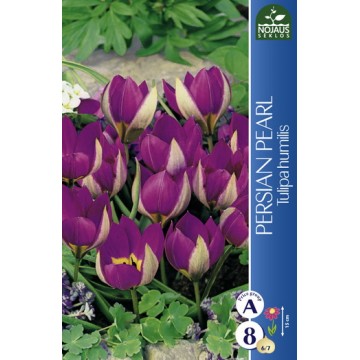 Tulpes PERSIAN PEARL, 5 sīpoli
