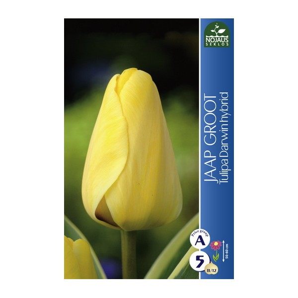 TULPES JAAP GROOT