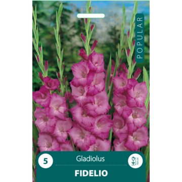 GLADIOLAS FIDELIO