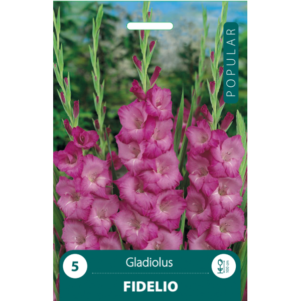 GLADIOLAS FIDELIO