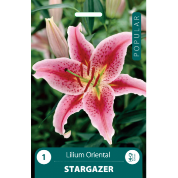 Lilija STARGAZER
