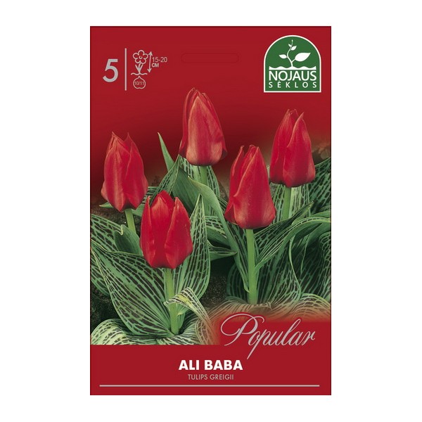 POPULAR TULPES ALI BABA