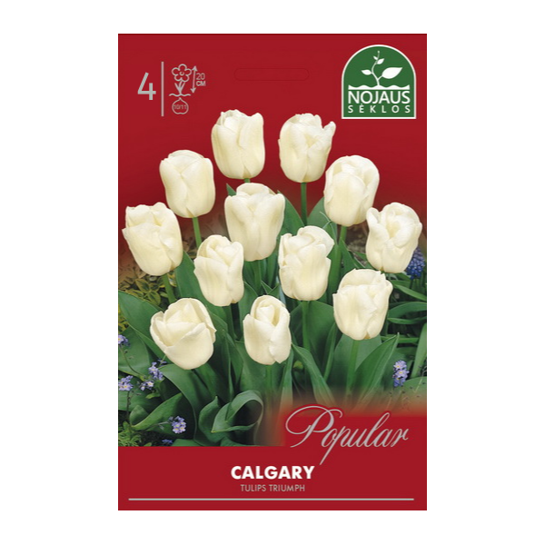 POPULAR TULPES CALGARY