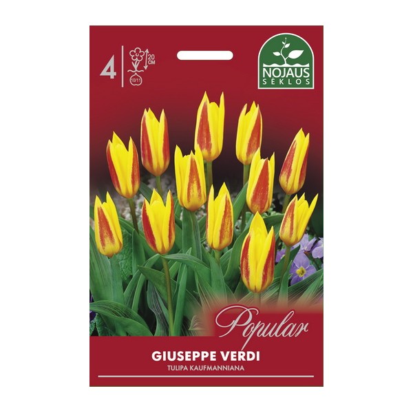 POPULAR TULPES GIUSEPPE VERDI