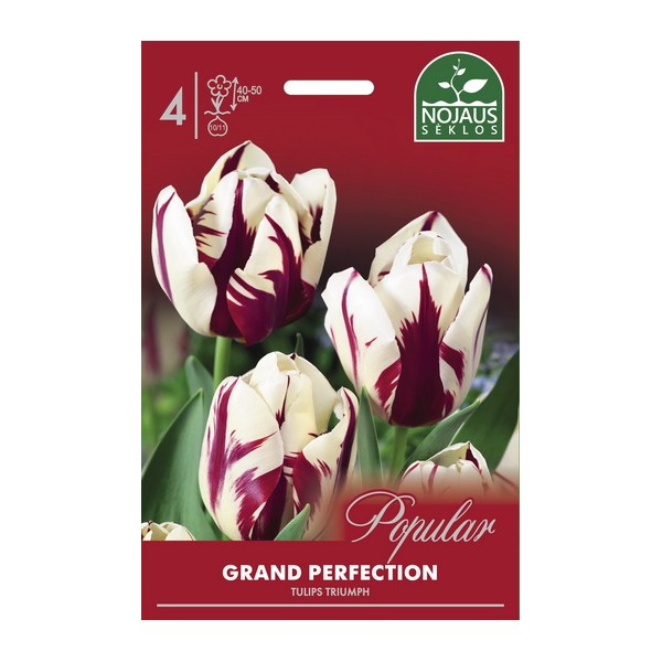 Tulpes GRAND PERFECTION