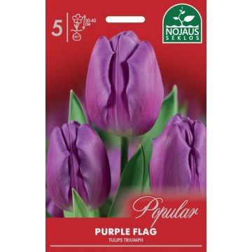 Tulpes PURPLE FLAG