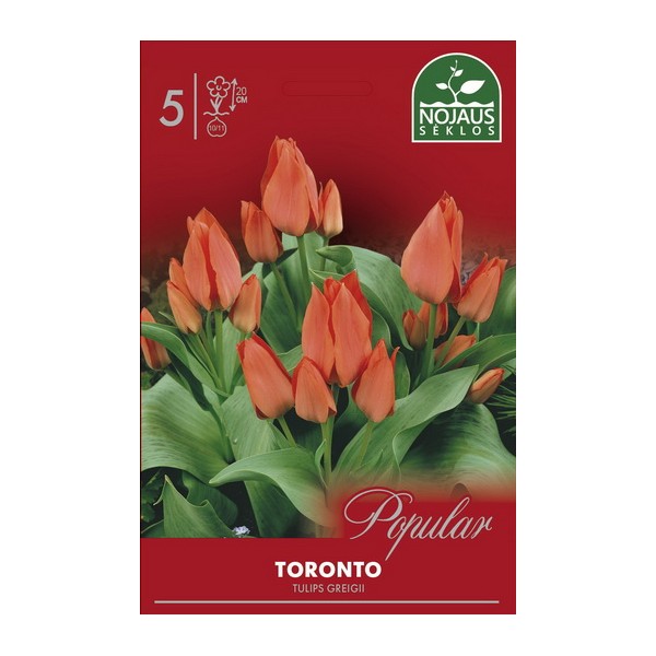 POPULAR TULPES TORONTO