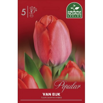 Tulpes VAN EIJK