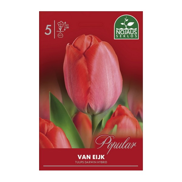 Tulpes VAN EIJK