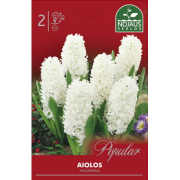 POPULAR HIACINTAI AIOLOS