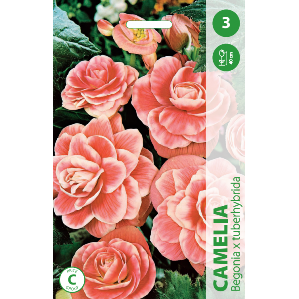 Begonia Camelia
