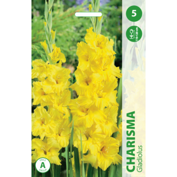 GLADIOLAS CHARISMA