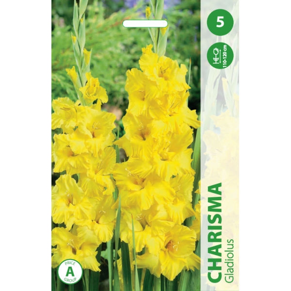 GLADIOLAS CHARISMA