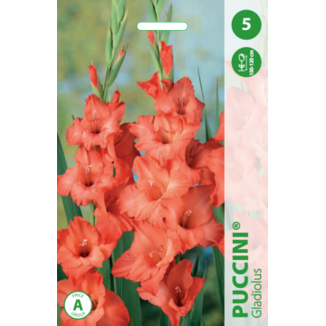 GLADIOLAS PUCCINI
