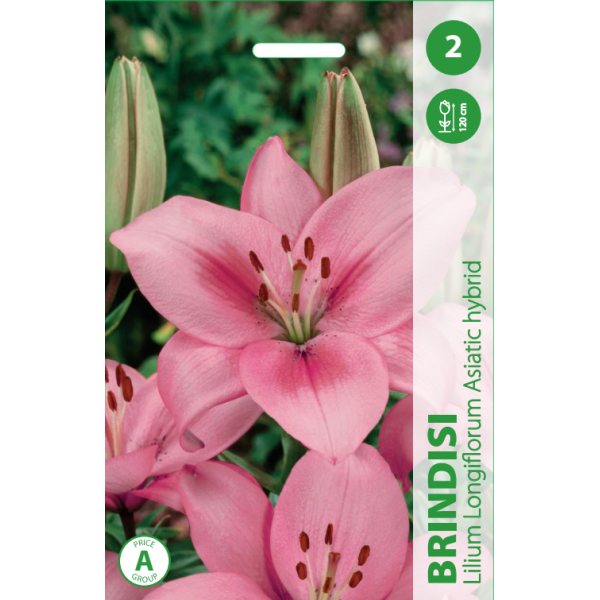Lilium Longiflorum Brindisi
