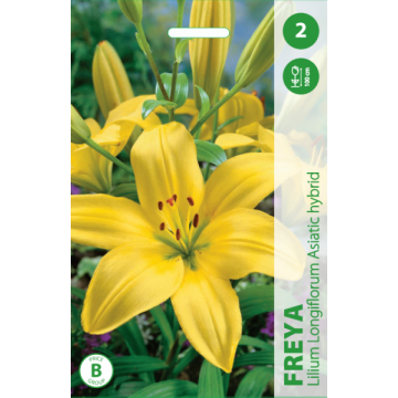 Лилии Freya