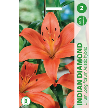 Lilija Indian Diamond