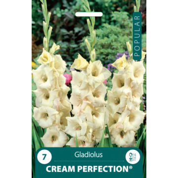 Gladiolas Cream Perfection
