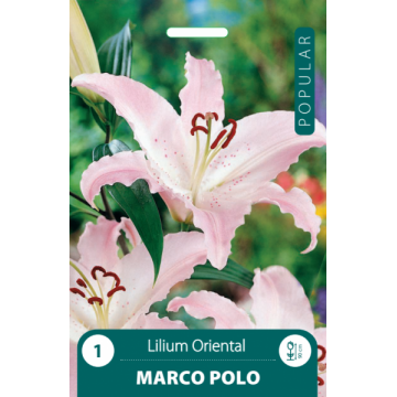 Lilija Marco Polo