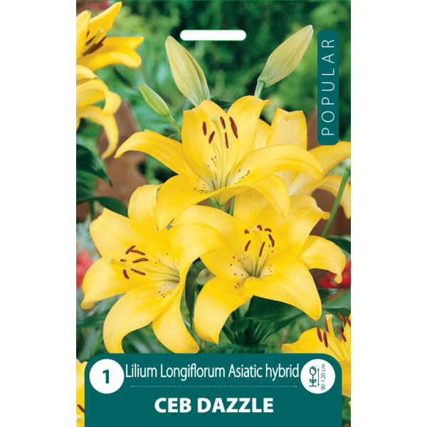 POPULAR LELIJOS CEB DAZZLE