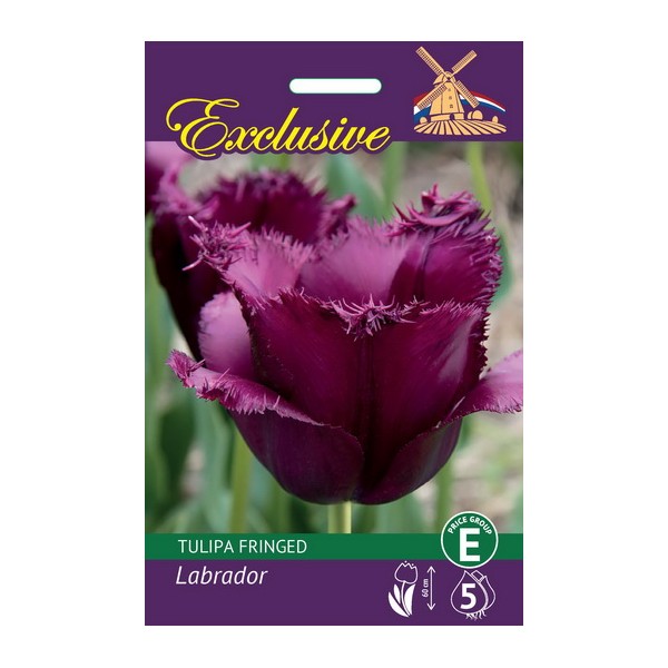 TULPES EXCLUSIVE LABRADOR