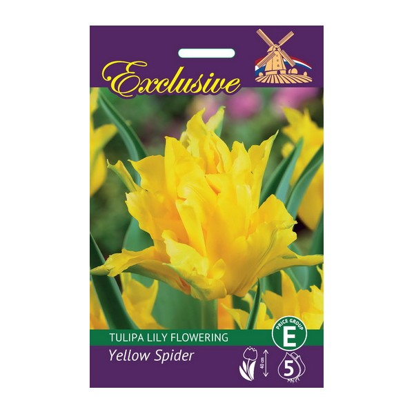 TULPES EXCLUSIVE YELLOW SPIDER