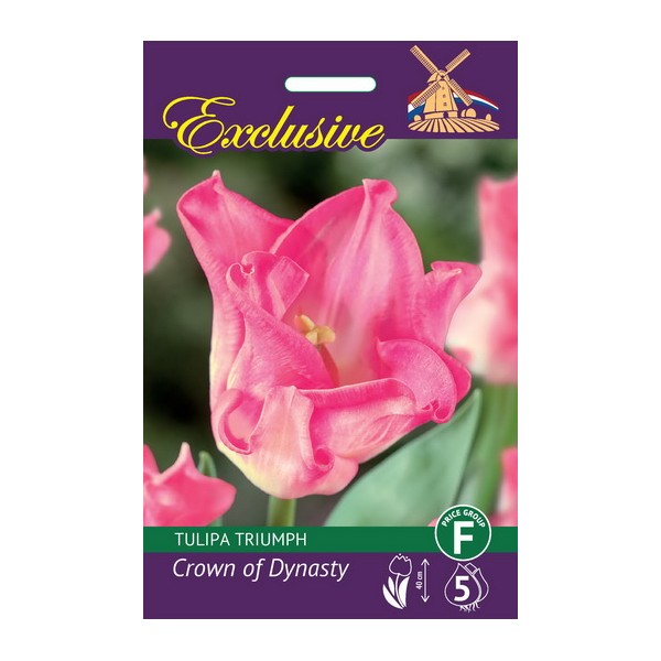 TULPES EXCLUSIVE CROWN OF DYNASTY