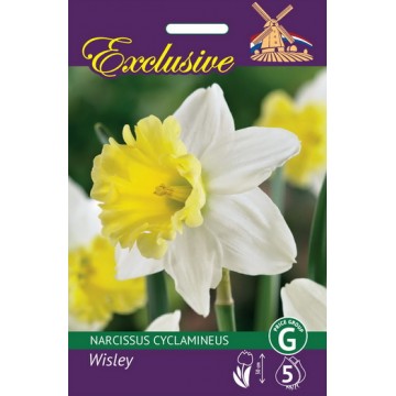 NARCISES EXCLUSIVE WISLEY