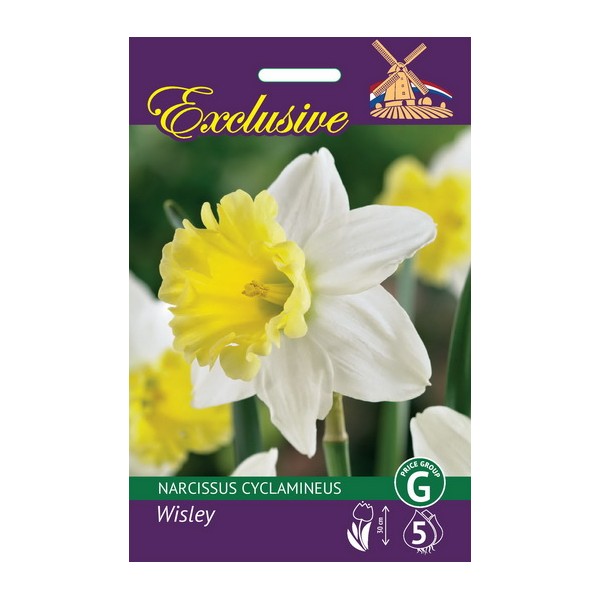 NARCISES EXCLUSIVE WISLEY