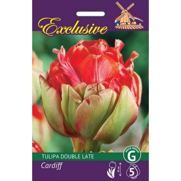 TULPES EXCLUSIVE CARDIFF 5 gab