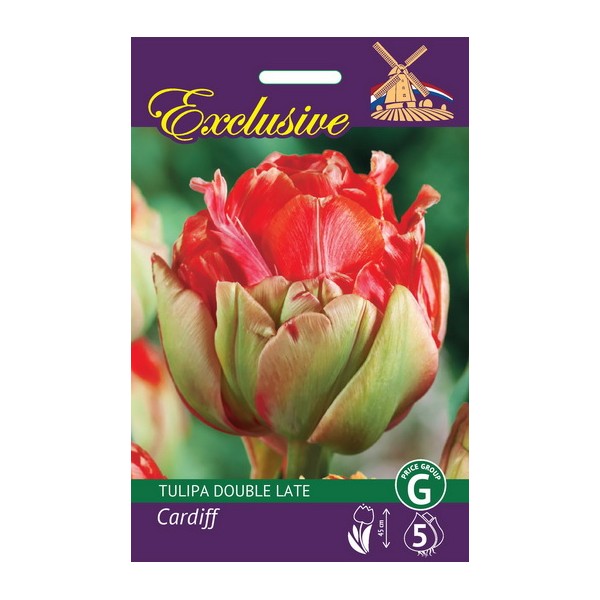 TULPES EXCLUSIVE CARDIFF 5 gab