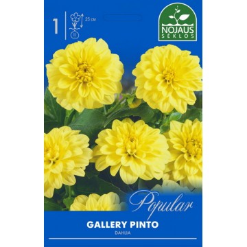 Dahlia GALLERY PINTO