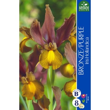 Iris BRONZE PURPLE