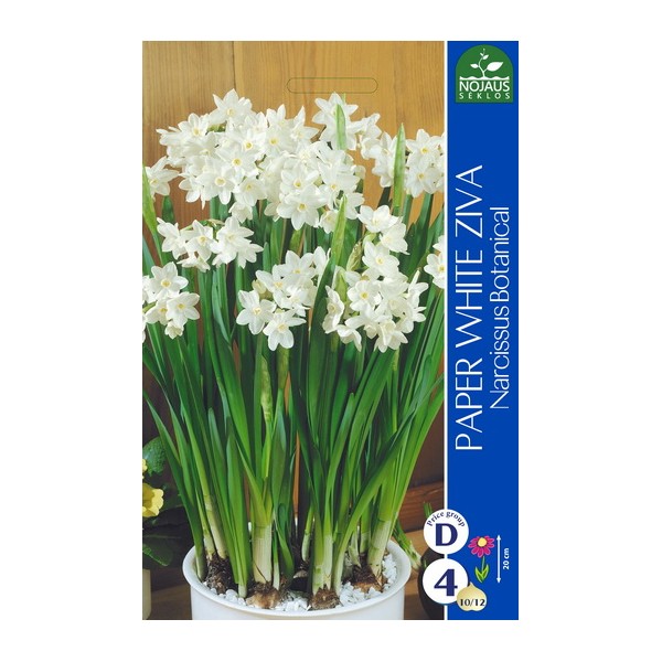 NARCISE PAPER WHITE ZIVA
