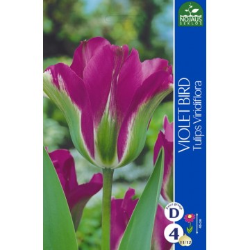 Tulpes VIOLET BIRD, 4 sīpoli