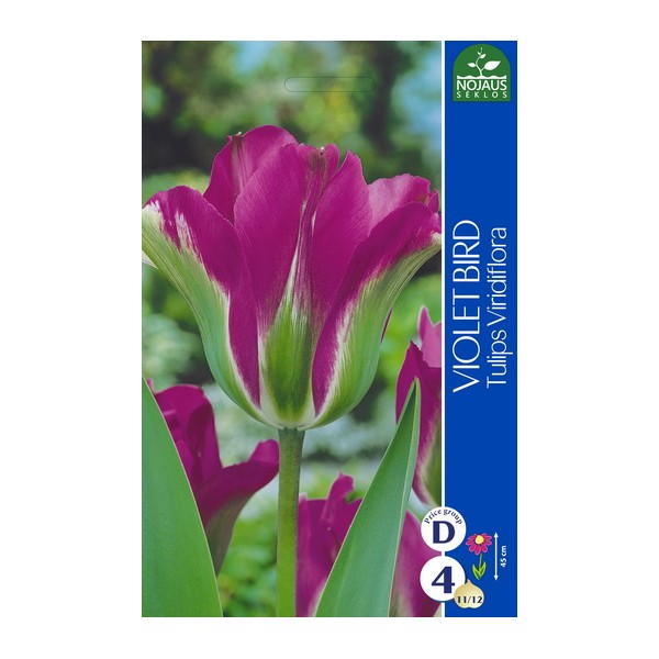 Tulpes VIOLET BIRD, 4 sīpoli