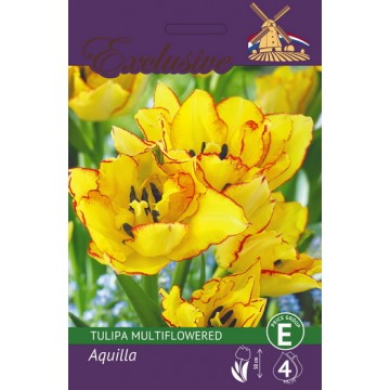 Тюльпаны EXCLUSIVE AQUILLA