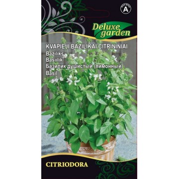 Citronu baziliks Citriodora