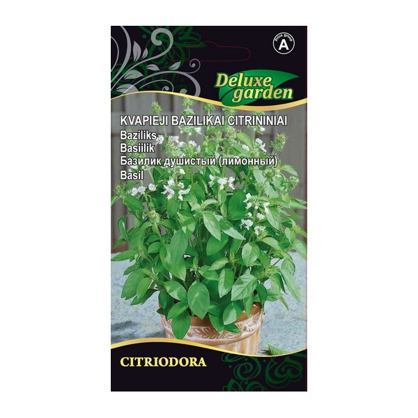 Citronu baziliks Citriodora