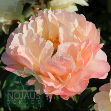 Peonijas CORAL SUNSET/ KVAPNŪS