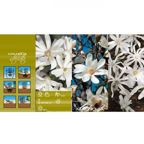 Zvaigžņveida magnolija balta