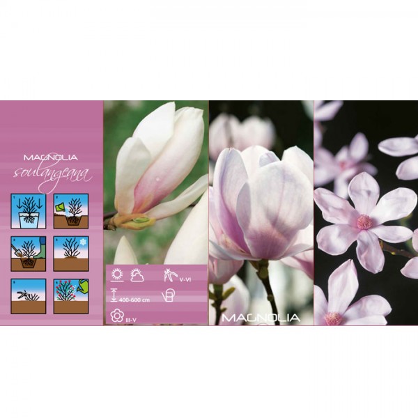 Sulandžē magnolija rozā