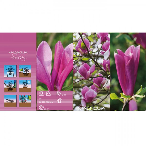 Magnolija ‘Susan’ violeta