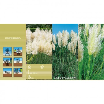 CORTADERIA white