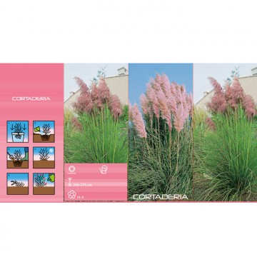 CORTADERIA Pink