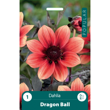 DĀLIJAS DRAGON BALL