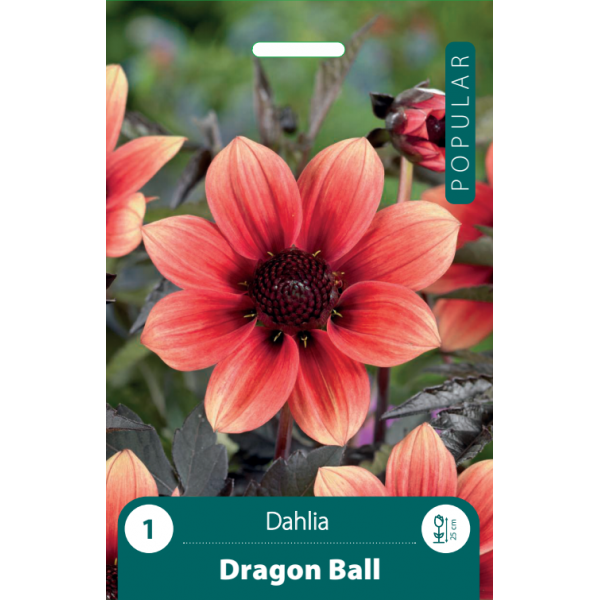 Dālijas DRAGON BALL